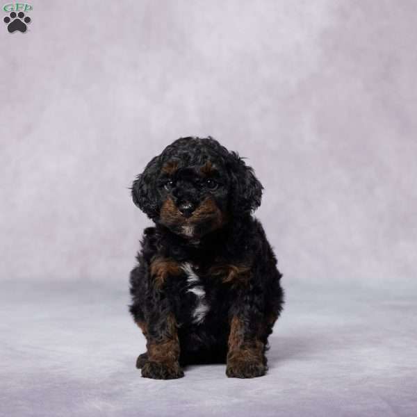 Tara, Miniature Poodle Puppy